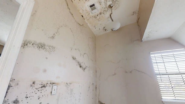 Reliable New Port Richey East, FL Mold Removal Solutions
