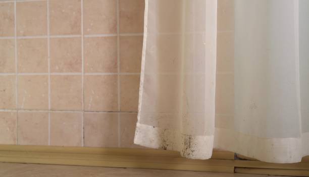 Best Air Quality Testing for Mold Spores  in New Port Richey East, FL