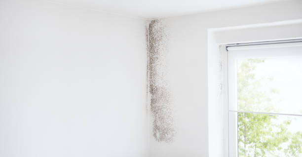 Best Real Estate Mold Inspection  in New Port Richey East, FL