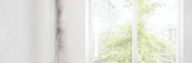 Best Attic Mold Removal  in New Port Richey East, FL